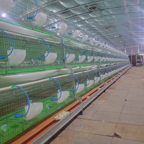 兔笼子养殖场专用母兔生产繁殖笼新式自动清粪新型特大号兔窝兔笼