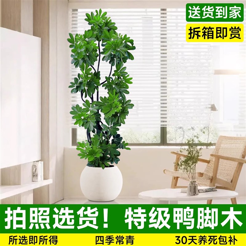 鸭脚木客厅大盆栽室内客厅高级感大型绿植办公室大叶植物高端新房