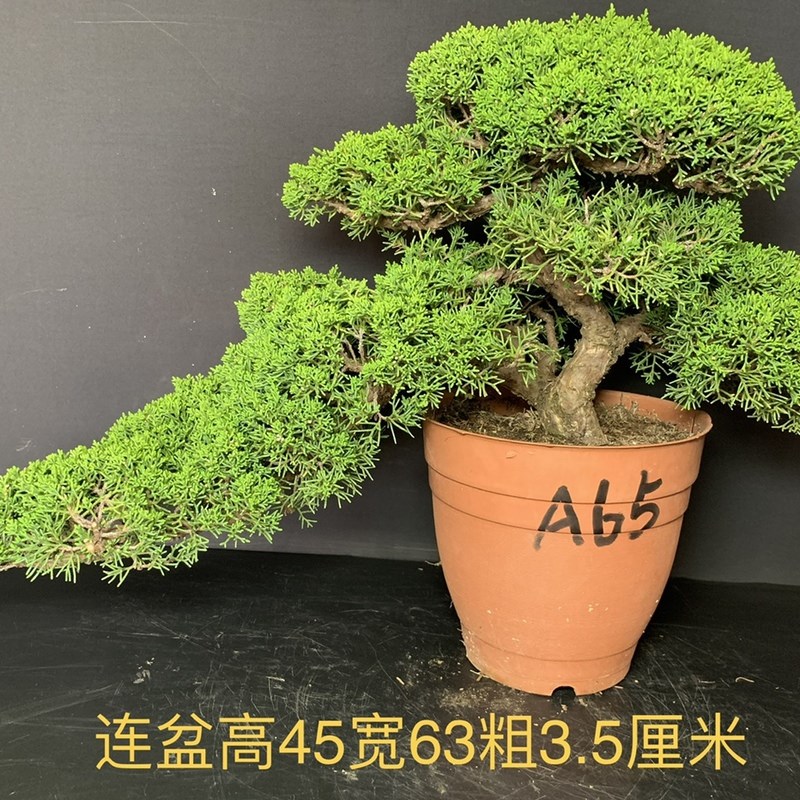 一图一拍老盆精品济州真柏阳台庭院客厅造型盆栽老桩迎客松常青树