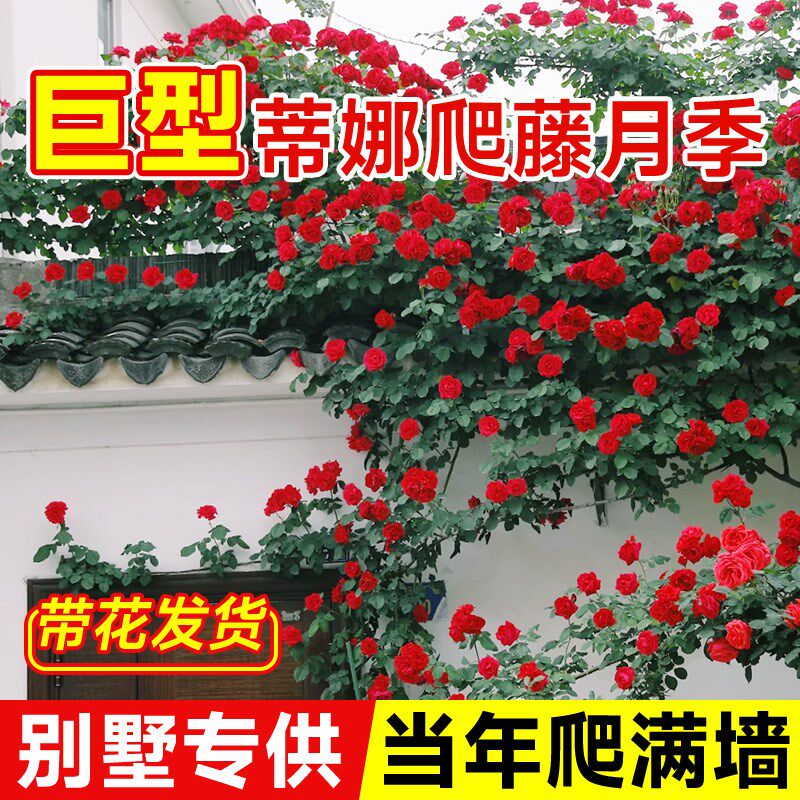 佛罗伦蒂娜1米6大苗蔷薇花苗四季爬藤开花卉盆栽藤本月季爬墙弗洛