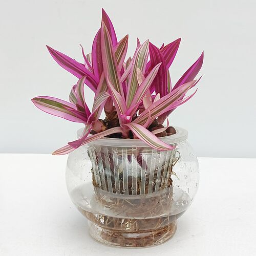 纯水培紫露兰水培植物水培绿植室内好养花卉盆栽绿植