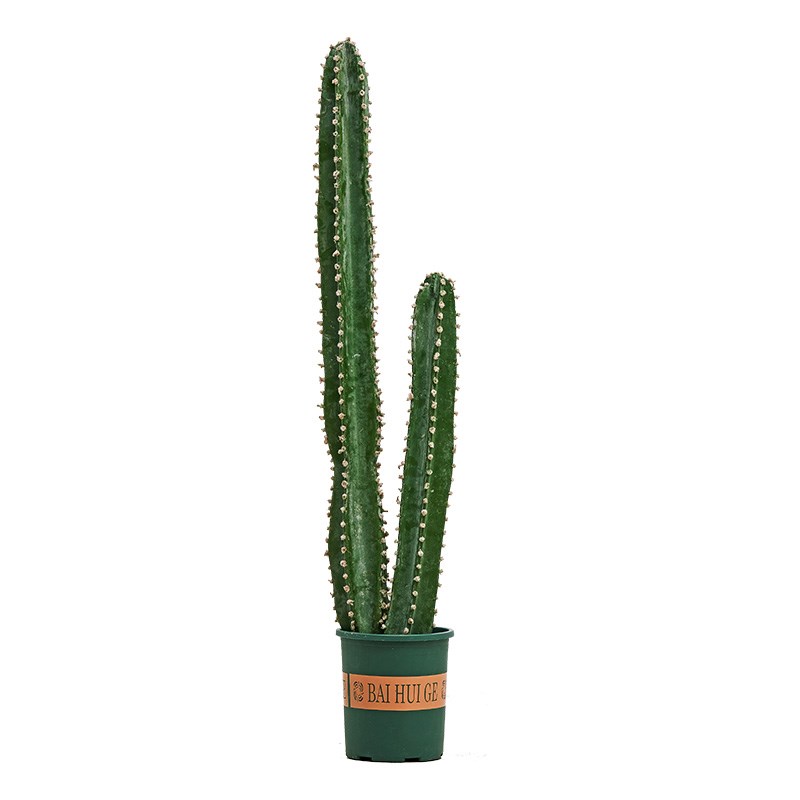 仿真绿植仙人掌仙人柱假盆栽大型北欧风植物橱窗落地装饰摆件