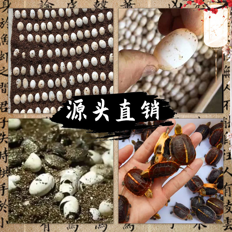 黄缘龟乌龟活物幼龟安缘龟苗闭壳龟网红宠物黄喉龟金钱龟乌龟