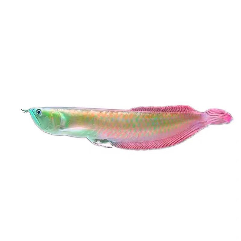 中小型银龙鱼缸水族箱大型客厅家用鱼缸懒人生态免换水玻璃金鱼缸