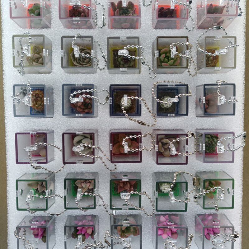 创意多肉植物挂件多肉宝宝随身小盆栽学生礼品