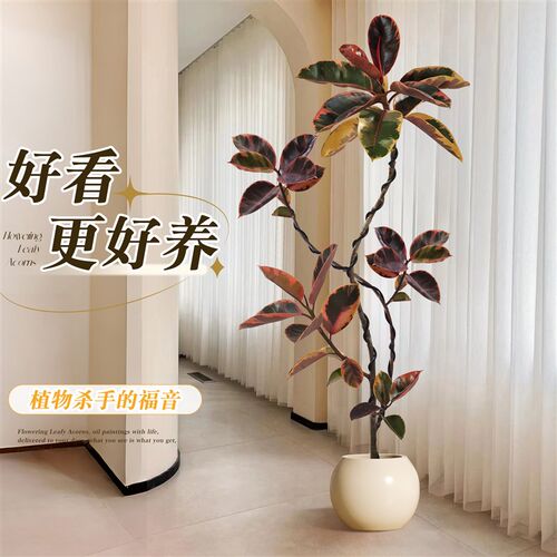 橡皮树客厅大盆栽花叶黑金刚客厅绿植室内大型好养落地禄植物真树