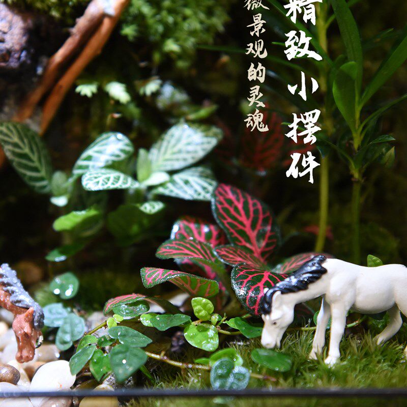 苔藓微景观水陆雨林缸生态瓶苔藓鲜活小盆栽植物森林造景成品养鱼