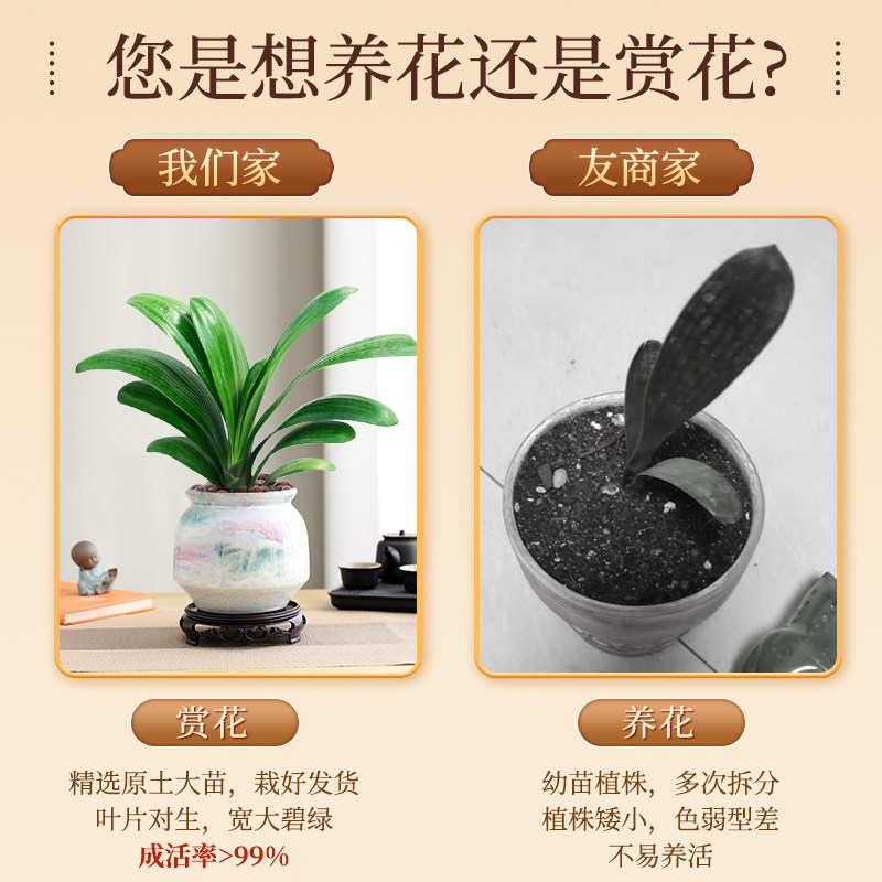 君子兰盆栽老苗带花苞四季好养多肉花卉易活绿植物室内景德镇陶瓷图片
