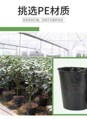 营养钵育苗杯育苗袋营养袋一次性黑色育苗盆苗圃育苗杯种植盆
