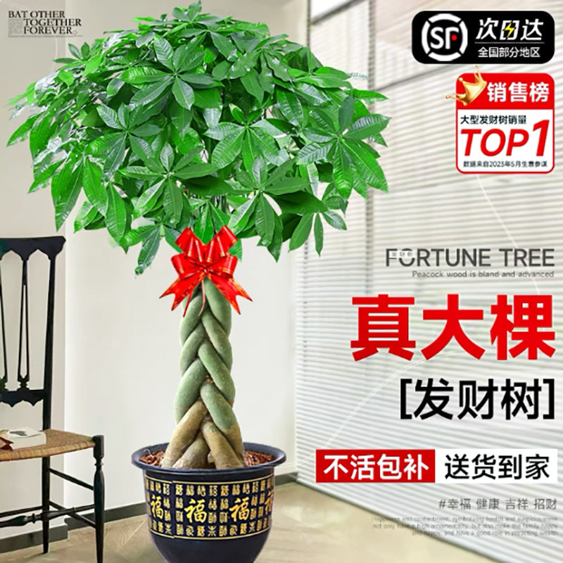 发财树大型盆栽幸福树金钱树办公室内客厅招财绿植吸甲醛花卉盆景