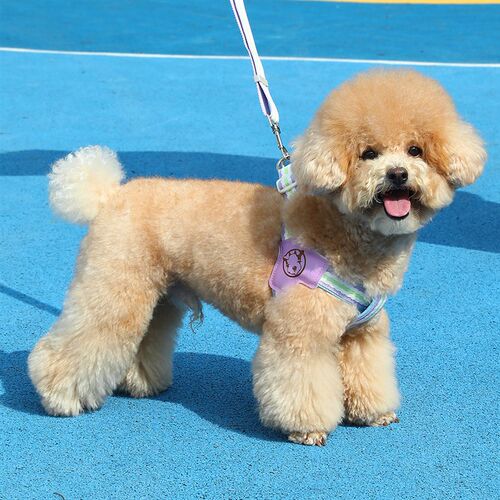 狗狗牵引绳中小型犬泰迪博美比熊可调节反光Y型小狗宠物胸背新款