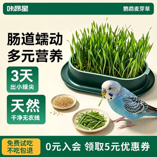 鹦鹉零食麦芽草粮大麦种子虎皮专用促进消化啃咬新鲜鸟草盒防啄毛