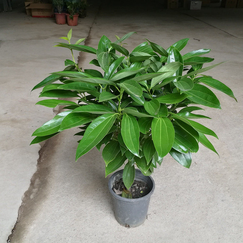 平安树小树苗幸福树小苗盆栽大型绿植室内花卉客厅办公室植物盆景