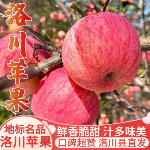 洛川红富士，水晶富士