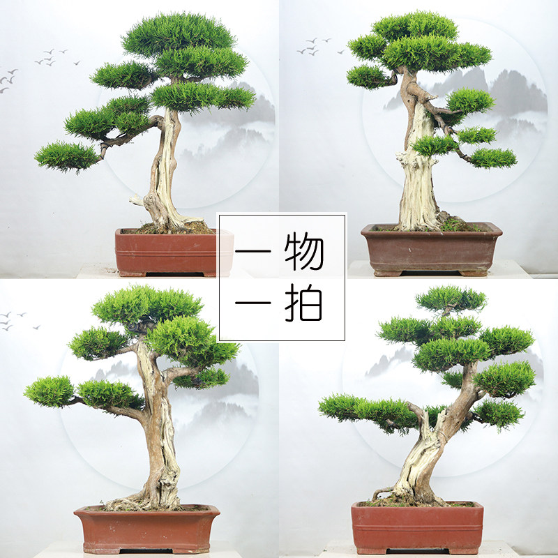 太行崖柏盆景侧柏真柏黑松树迎客松文人老桩盆栽阳台庭院造型盆景