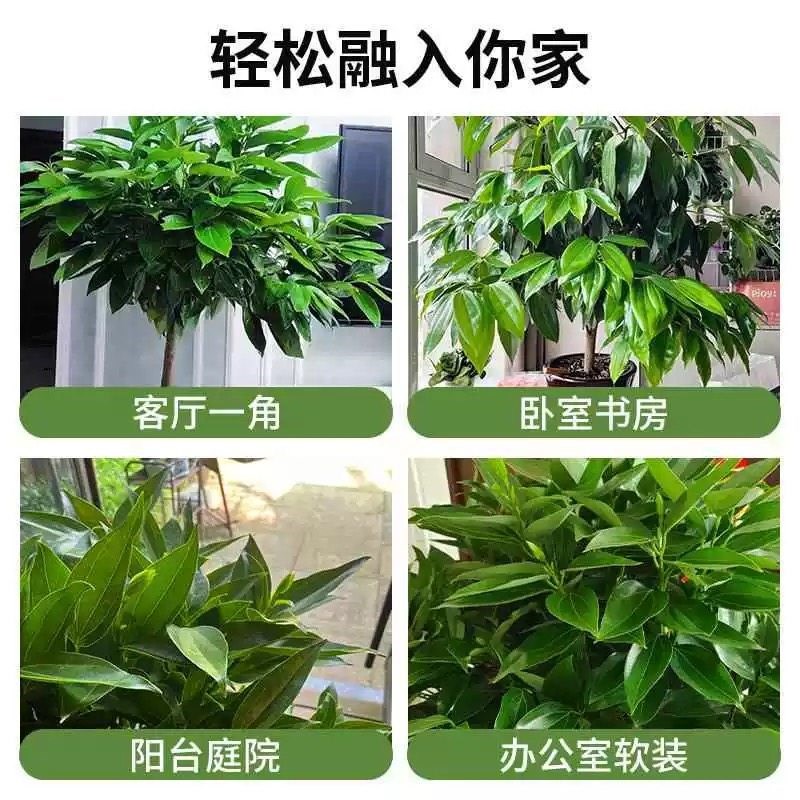 平安树盆栽室内大型绿植客厅办公室招财树盆景新房净化空气幸福树