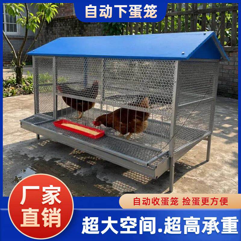 家用鸡笼子大号家禽阳台养殖笼锰钢带托盘自动清粪室外自动下蛋笼