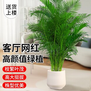 散尾葵植物盆栽客厅绿植室内大型办公室凤尾竹落地式禄植真花阳台