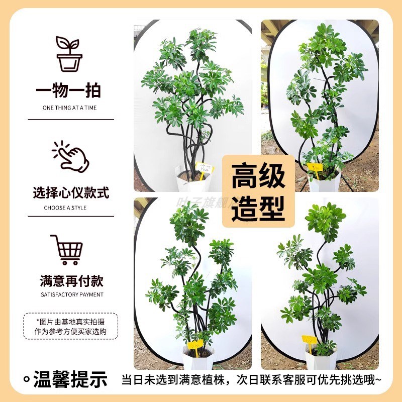 造型鸭脚木客厅大盆栽鸭掌鹅掌木室内乔迁落地式大型四季常青植物