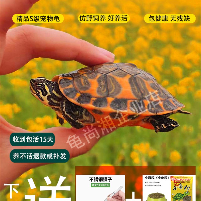 乌龟火焰龟宽纹吃菜宠物龟素食深水龟活体活物红腹鱼缸龟家养乌龟