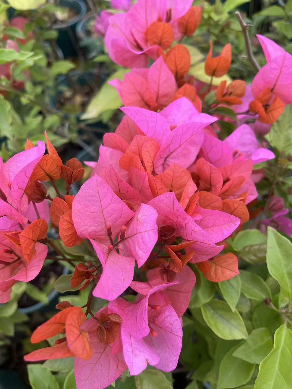 波伊斯玫瑰波妹三角梅扦插高杆飘枝苗藤本爬藤开花植物4季开花图片