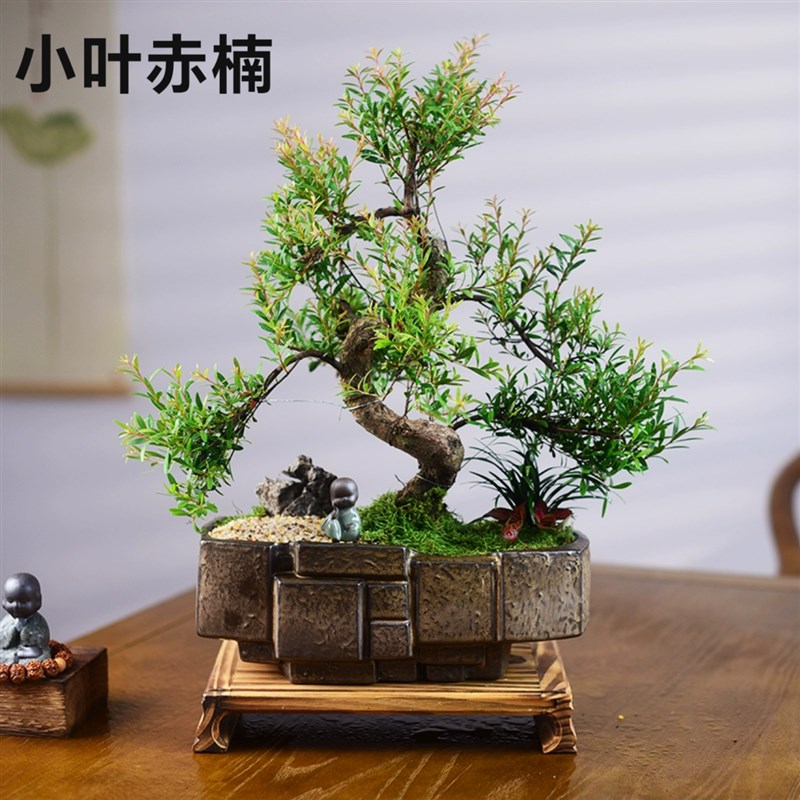 造型小叶赤楠盆景老桩室内茶室办公室中国风绿植盆栽送礼植物摆件