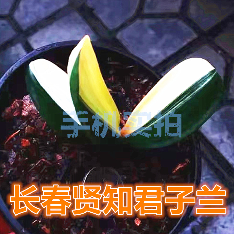 长春君子兰国兰彩兰冰绿鸳鸯瓷白覆轮一线天金丝彩小苗绿植包邮