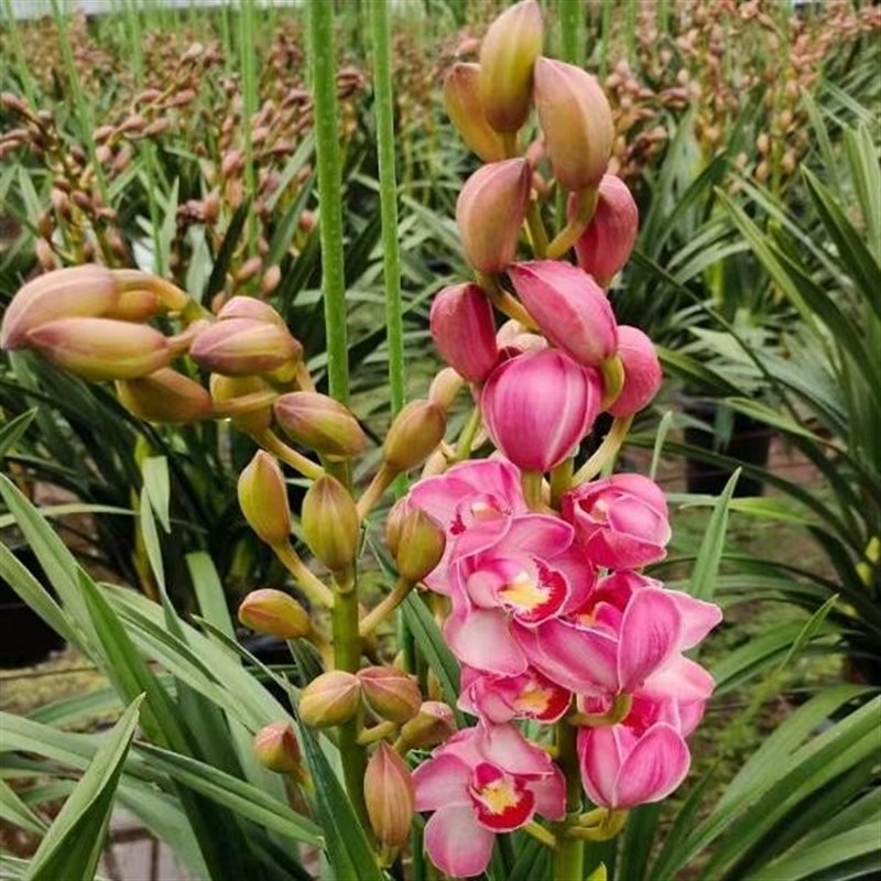 兰花苗大花蕙兰原盆带花苞大苗办公室绿植庭院室内室外虎头兰惠兰