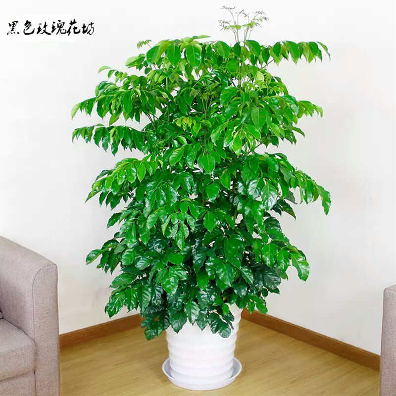 绿宝树 幸福树盆栽 大型绿植客厅花卉办公室绿化植物 净化空气