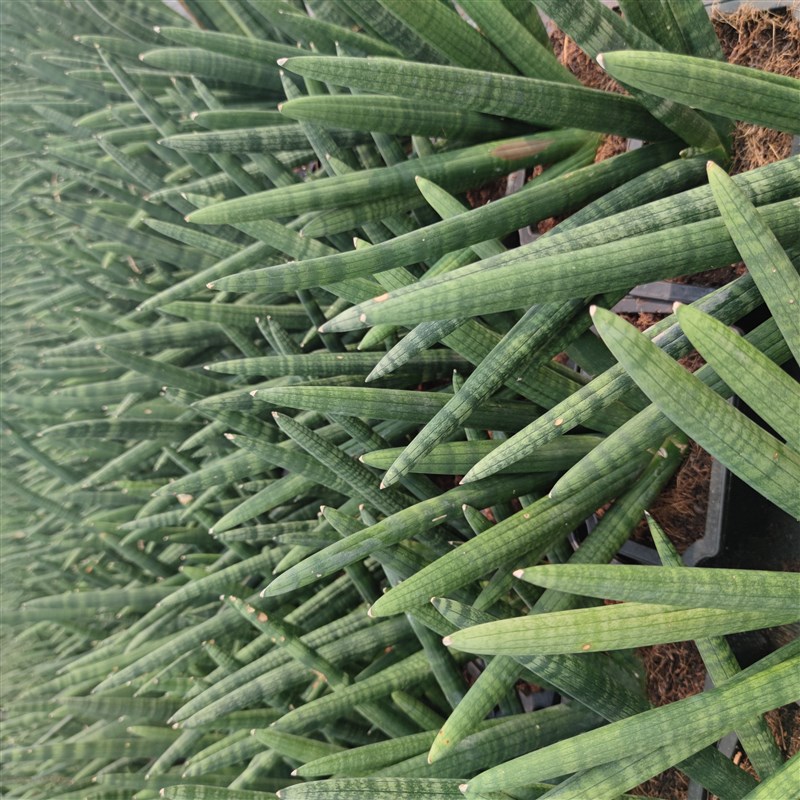 棒叶群生佛手虎皮兰易养室内植物绿植盆栽防辐射净化空气