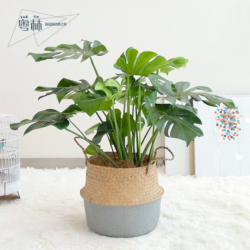 粤林 龟背竹大型盆栽网红植物室内客厅大叶绿植四季常青大棵盆景
