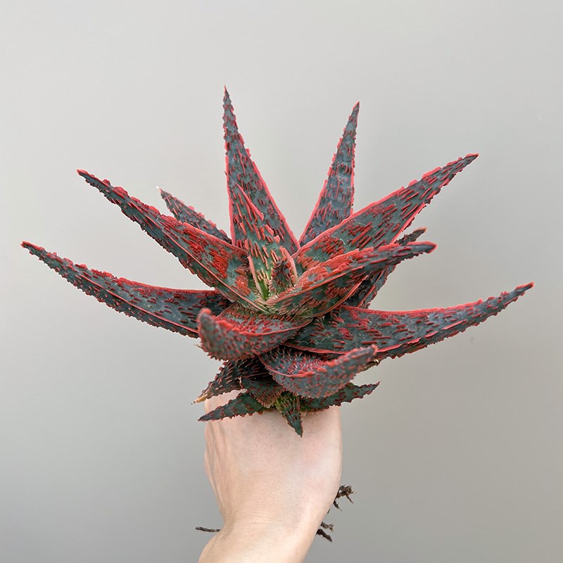 植物员外 海妖 超级芦荟泰国tct杂交铭品园艺芦荟多肉组合盆栽