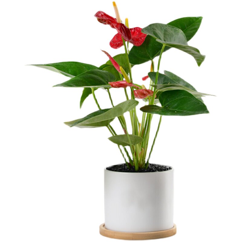 红掌盆栽一帆风顺水培植物绿植花卉室内花好养四季红掌花盆栽大盆