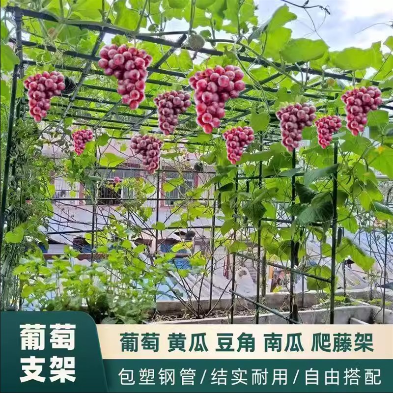 庭院户外葡萄架百香果专用爬藤架子立柱式牵引架猕猴桃南瓜葫芦架