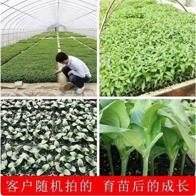 漂浮泡沫板水上种植泡沫育苗盘穴盘秧盘水培盘育苗盘白色泡沫盘