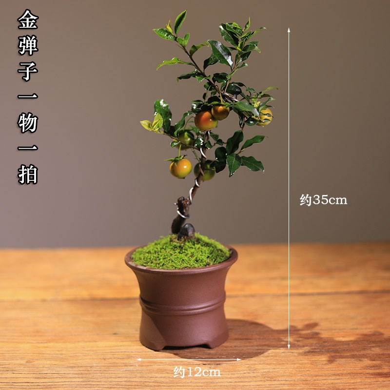一物一拍金弹子盆景老桩造型盆栽客厅庭院挂果植物茶室桌面好养
