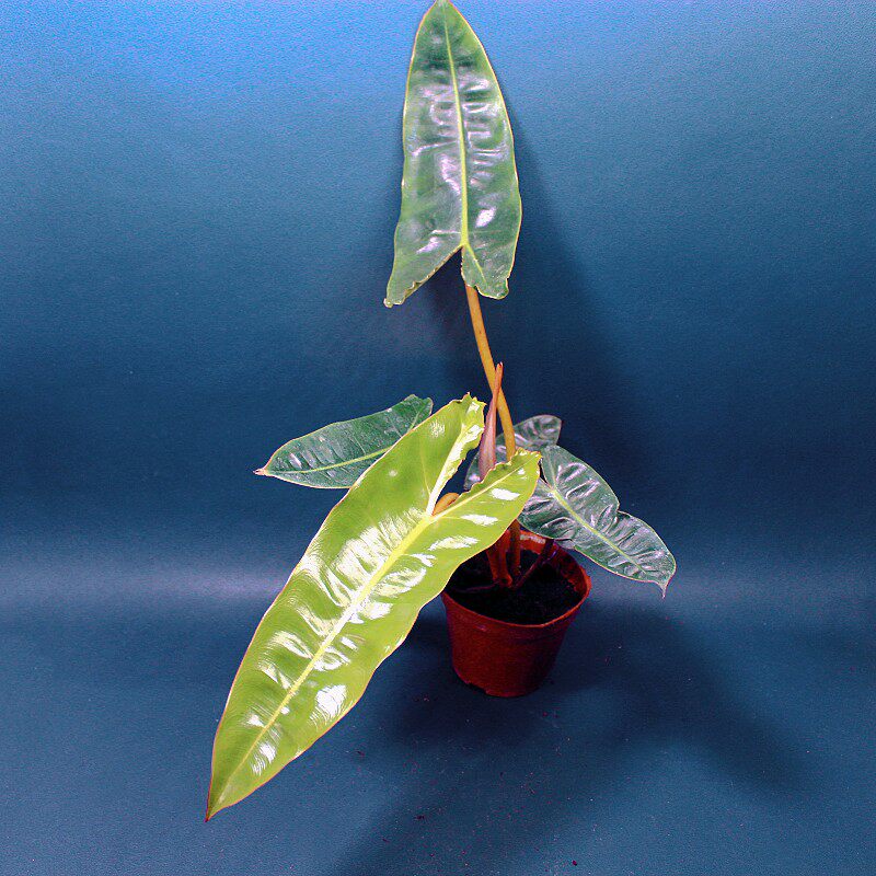 包邮橙柄蔓绿绒室内绿植观赏植物客厅大叶片办公室桌面可水培耐阴
