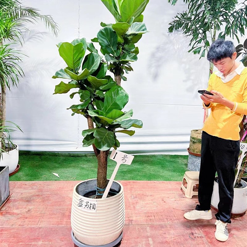 琴叶榕 桑科榕属性常绿植物 客厅卧室书房办公室 吸甲醛净化空气