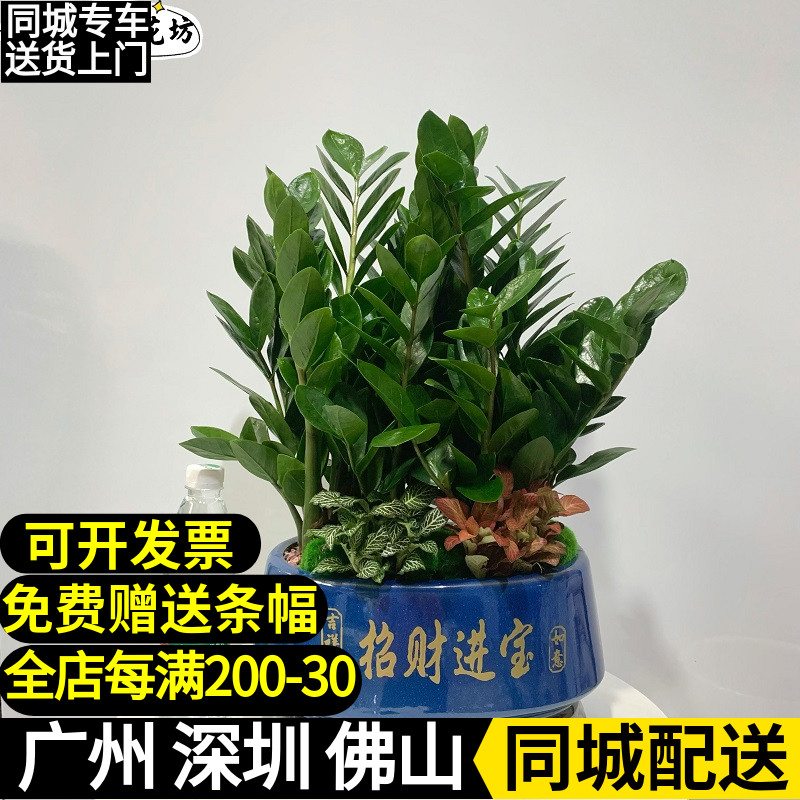金钱树盆栽客厅办公室招财室内盆景摇钱树桌面好养盆栽净化空气