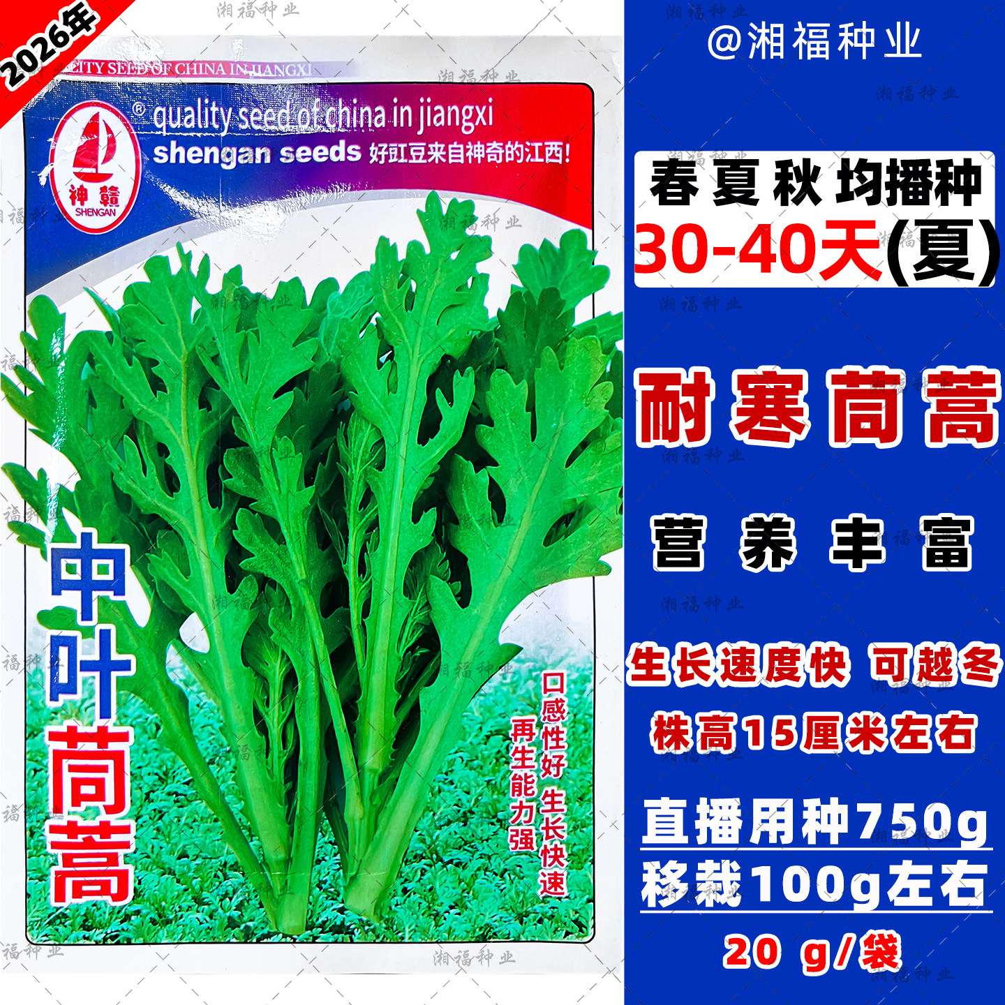 正宗茼蒿种子春夏秋播种蔬菜种子耐寒越冬青菜阳台庭院盆栽种籽