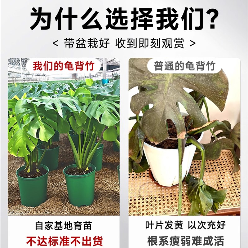 龟背竹盆栽室内客厅可水培大叶植物新手好养桌面绿植净化空气常青