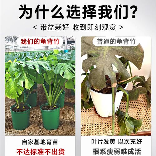 龟背竹盆栽室内客厅可水培大叶植物新手好养桌面绿植净化空气常青