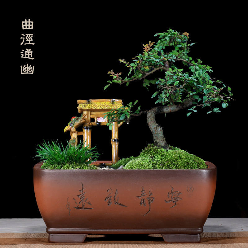紫砂盆景花盆长方形精品复古老桩梅花桩文竹特大号园林艺术兰花盆