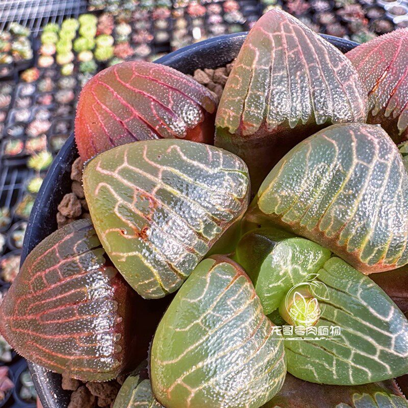红窗金属纹克 电路板克里克特玉露十二卷 多肉植物盆栽 一物一拍