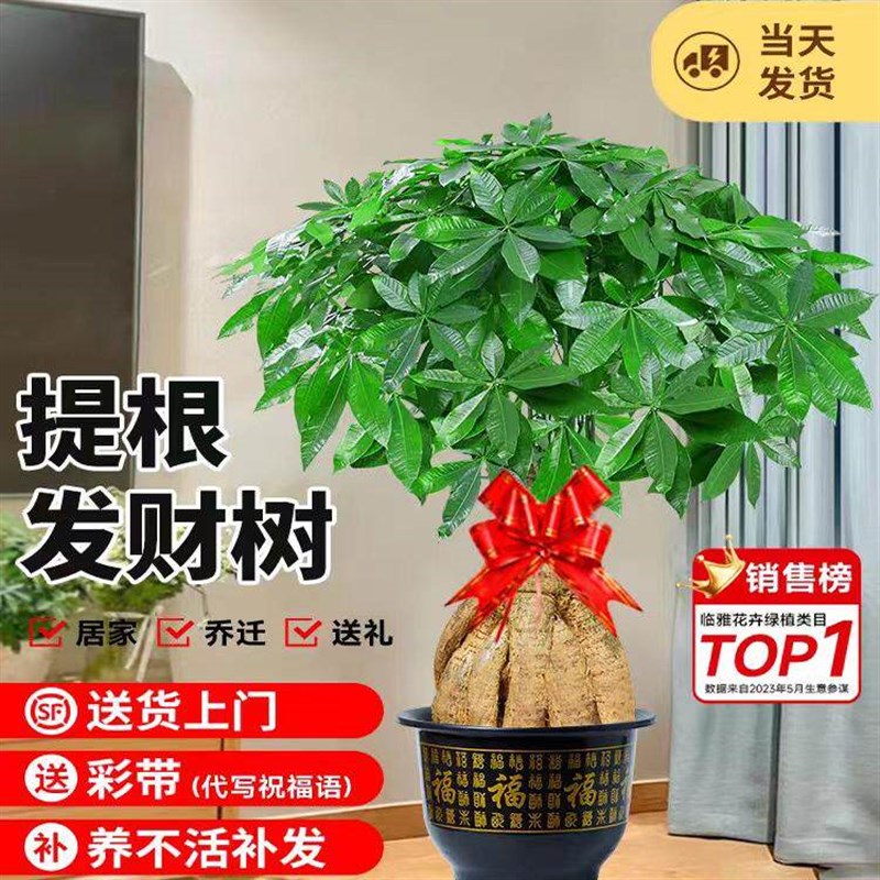 提根发财树客厅盆栽大棵招财树室内大型绿植物落地办公室开业送礼