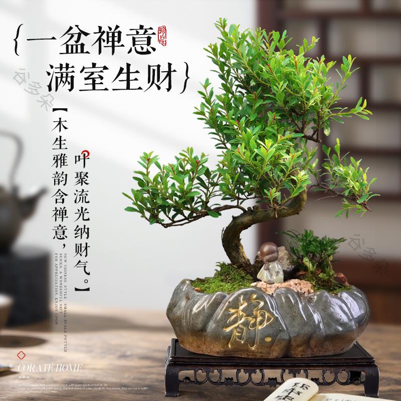 金丝楠木盆景室内绿植小叶赤楠造型盆栽 适新手养护办公室桌面植