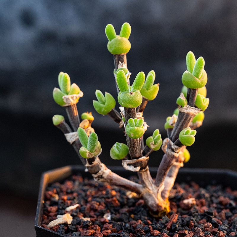 枝干兔子 Dicrocaulon ramulosum 多肉植物一物一拍 枝干番杏糖球