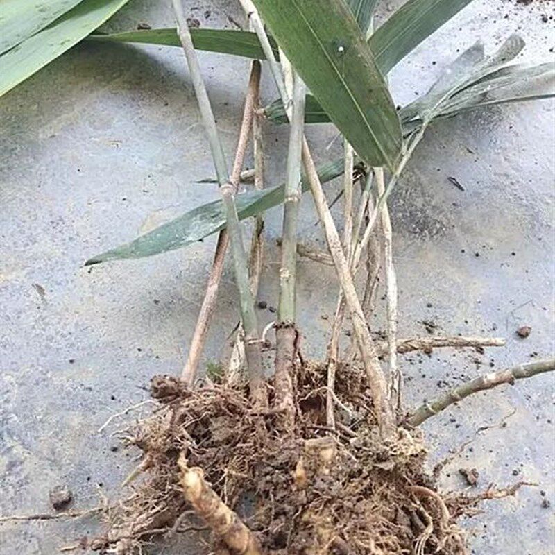 大叶竹子苗 阔叶箬竹盆栽庭院种植四季常绿 别墅小区观赏绿化用苗