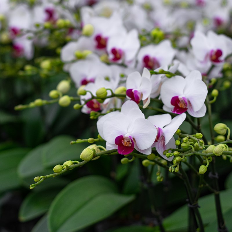 鲜花蝴蝶兰[避风港]室内花卉盆栽带花苞前台 客厅  乔迁种植鲜花