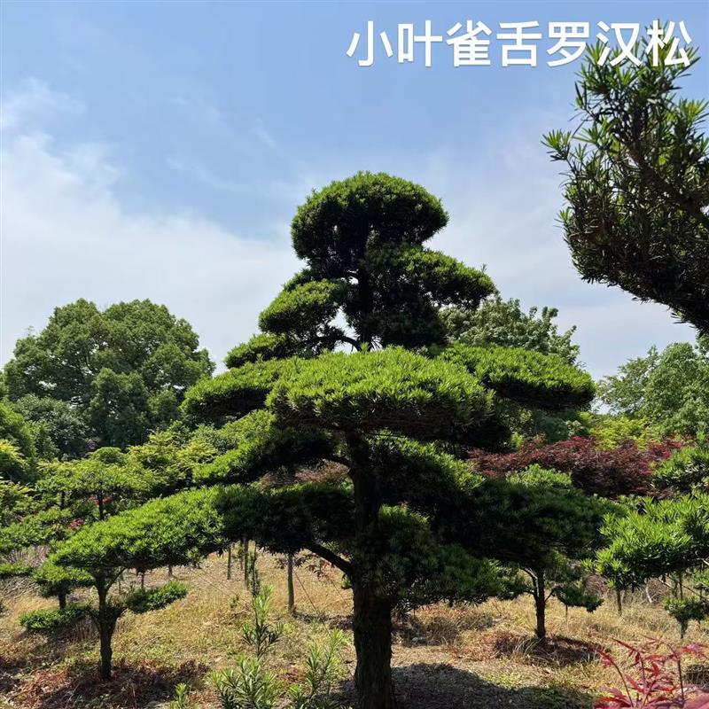 造型罗汉松树盆景绿植庭院景观树苗带土带叶易养护室内外装饰